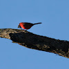 Northern Cardinal