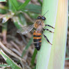 Western honey bee