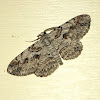 Large Purplish Gray Moth