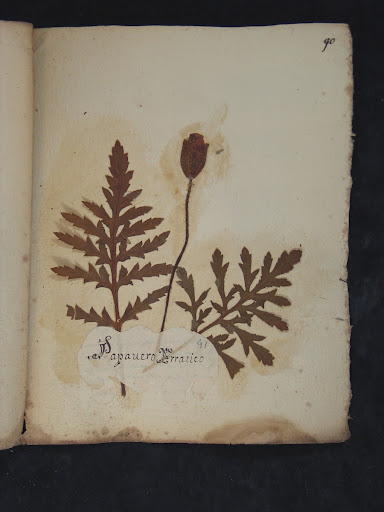 Herbarium sheet with Common poppy