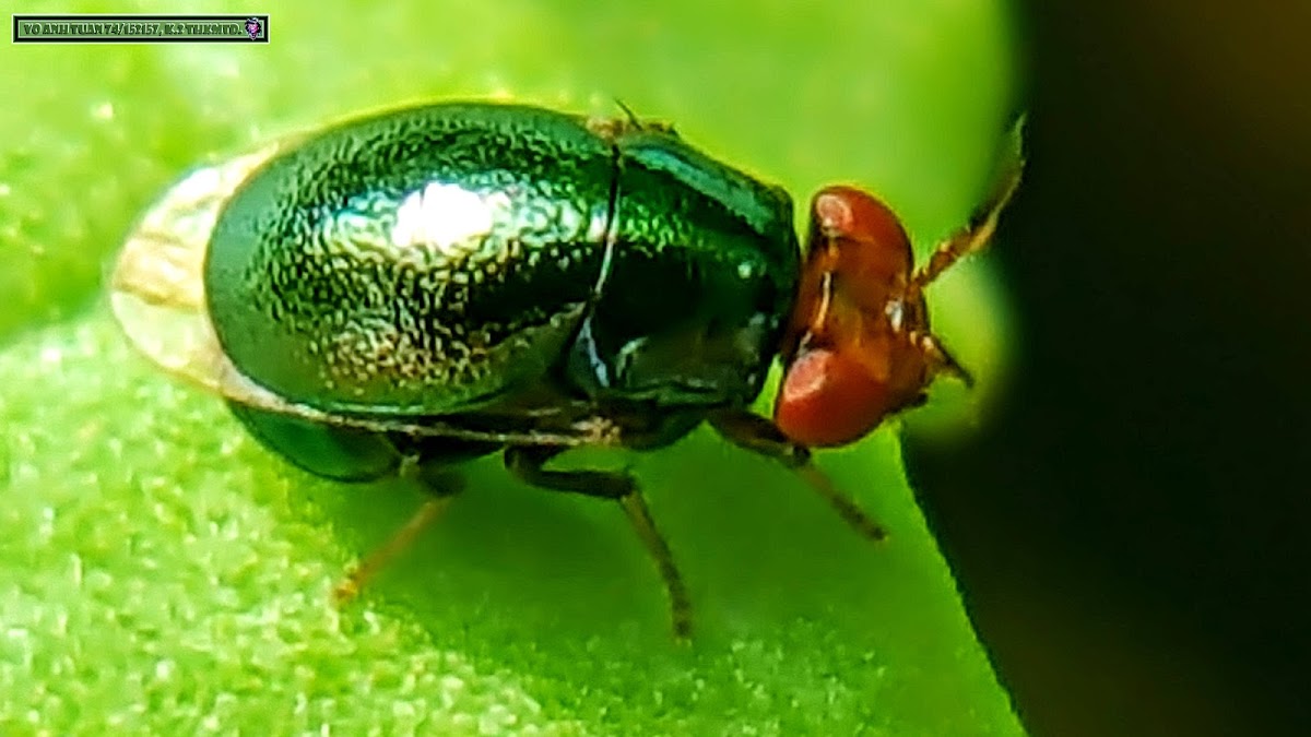 Metallic blue Beetle Fly