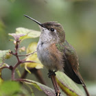 Rufous/Allen's Hummingbird