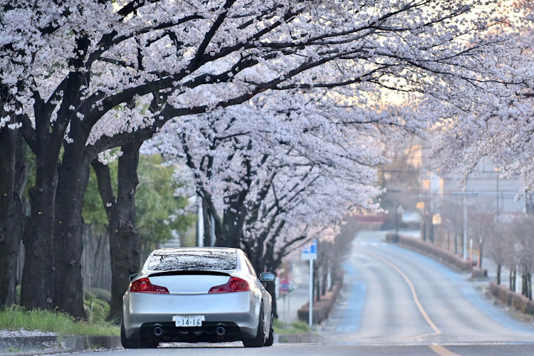 スカイラインクーペのsimple style・サクラと愛車に関するカスタム事例の投稿画像1枚目