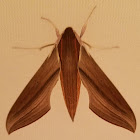 Tersa sphinx moth