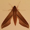 Tersa sphinx moth