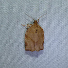 Oblique-banded Leafroller