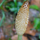 Great Horsetail (Ιππουρίδα)