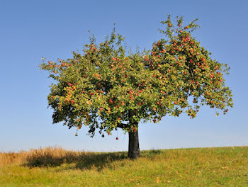 terrain à Cergy (95)