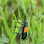 Elderberry Longhorn Beetle