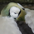 Spectacled Eider