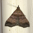 Unknown Moth