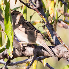 House Sparrow; Gorrión Común