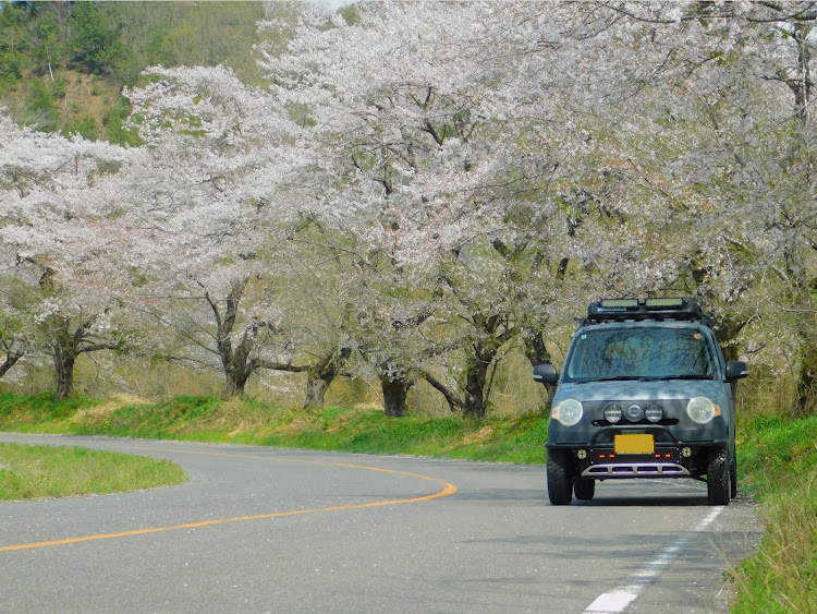 ミラココアの桜コラボ・桜と愛車・リフトアップ・only one・唯一無二に関するカスタム事例の投稿画像5枚目