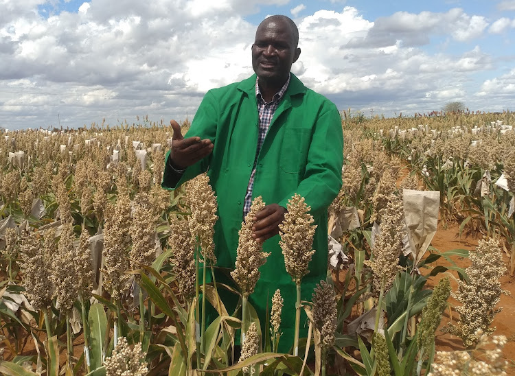 Eric Manyasa a crop breeder from the International Crops Research Institute for the Semi-Arid Tropics (ICRISAT) during a field day in Kalro – Kiboko.