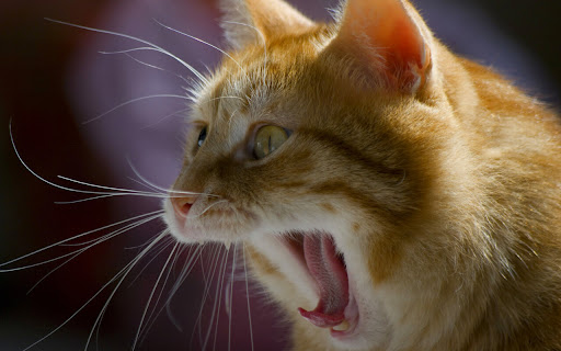 Golden Cat Yawns in a Cozy Indoor Setting screenshot 2