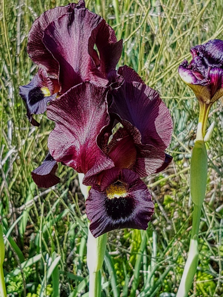 Coastal Iris