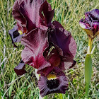 Coastal Iris