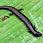 SLENDER SKINK