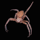 Huntsman Spider