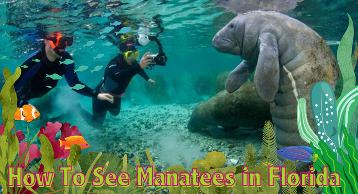 How To See Manatees in Florida