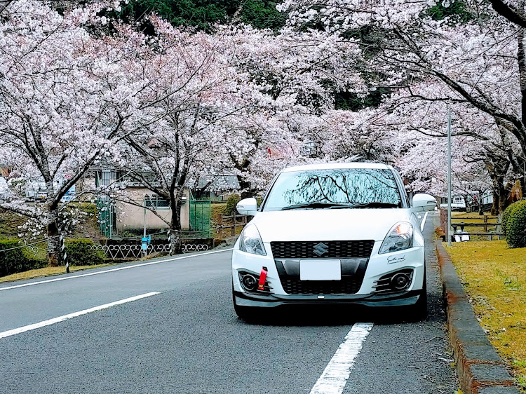スイフトスポーツの桜とコラボ🌸・サクラと愛車・桜・ドライブに関するカスタム事例の投稿画像1枚目