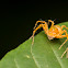 Lynx Spider