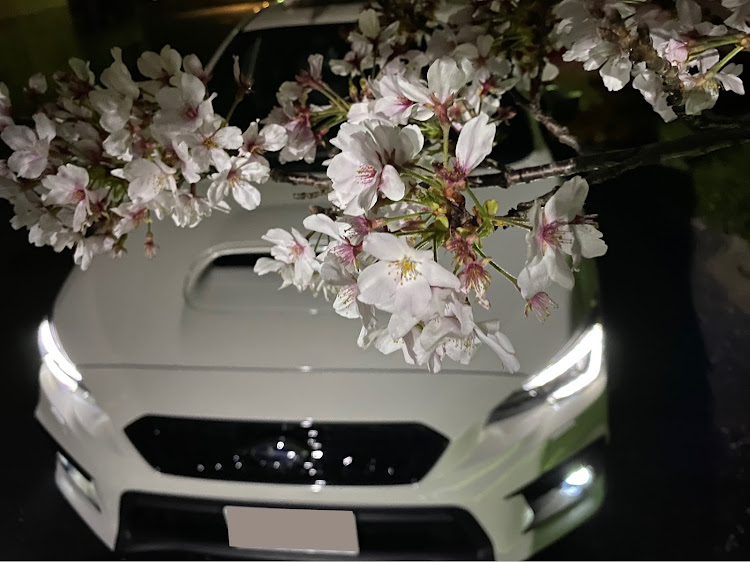 WRX S4の桜とコラボ🌸・サクラと愛車・桜・WRX・夜桜に関するカスタム事例の投稿画像2枚目