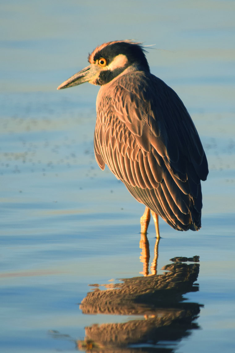 Yellow-crowned Night-Heron