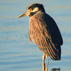 Yellow-crowned Night-Heron