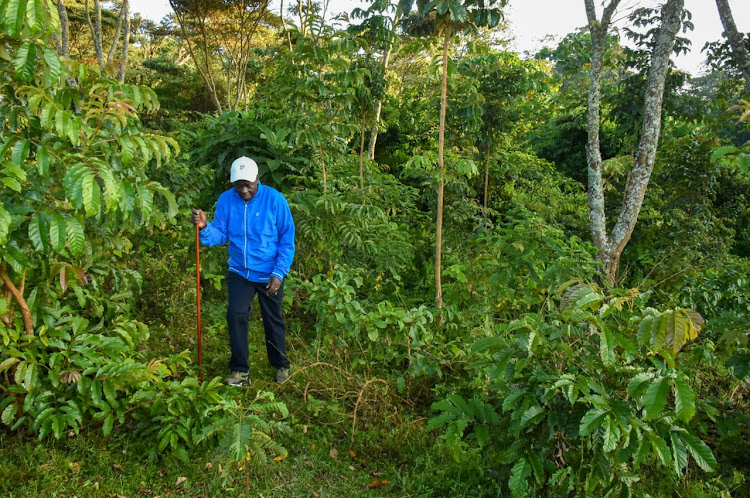 Deputy President Rigathi Gachagua in inspects coffee farms in Meru on June 10, 2023.