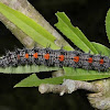 Mourning Cloak Caterpillar