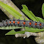 Mourning Cloak Caterpillar