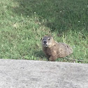 Groundhog