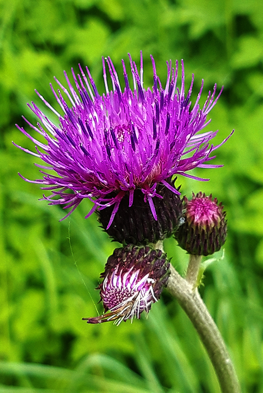 Melancholy thistle