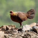 Red Junglefowl, Hen