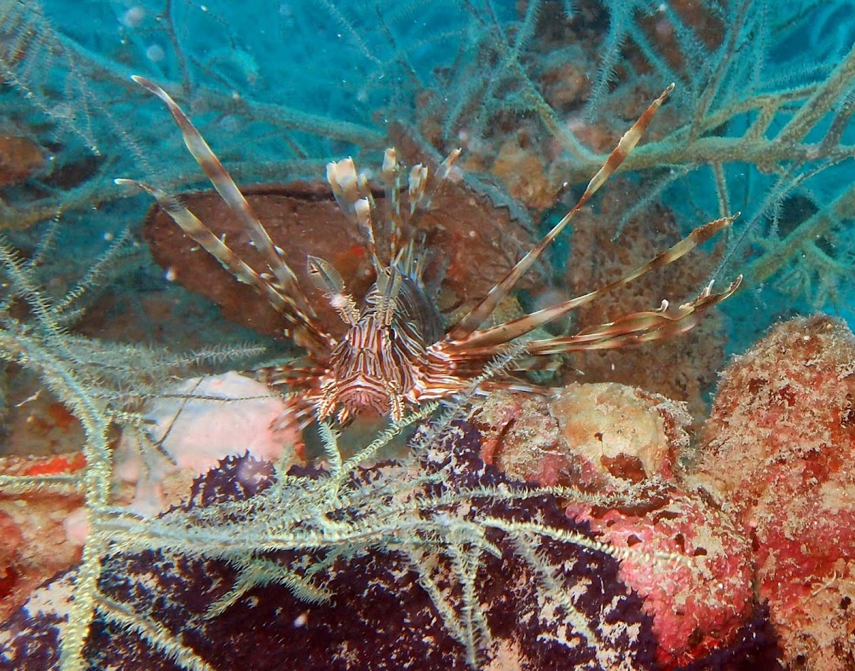 Common Lionfish