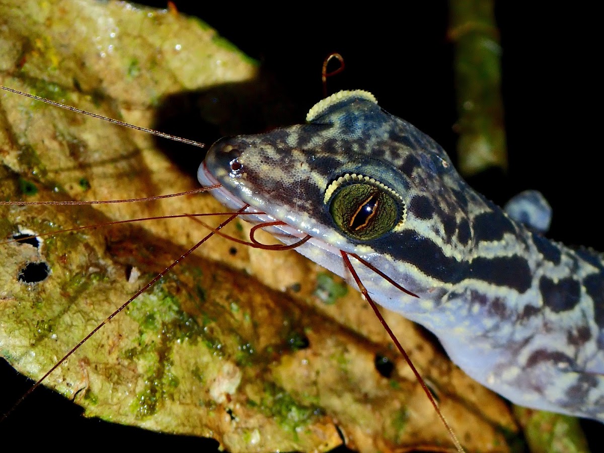 Sabah Bow-Fingered Gecko