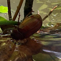 Margined Shining Leaf Chafer