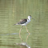 Black-necked Stilt - Immature