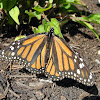 Monarch Butterfly