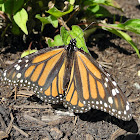 Monarch Butterfly