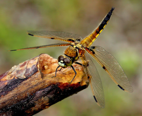 Odonata di ringhio