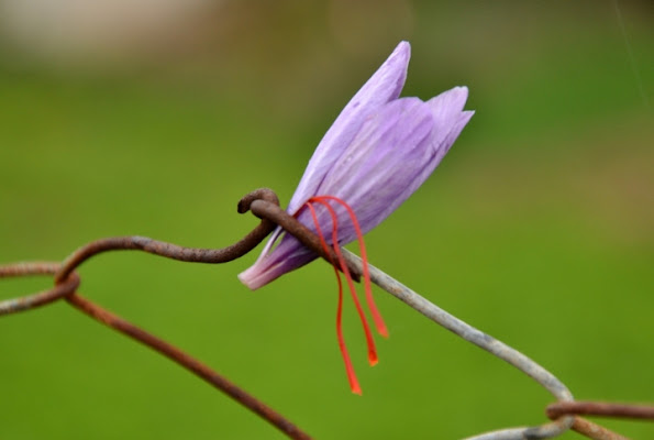 Fiore di zafferano, L'Aquila 2012 di GiORGiOLA