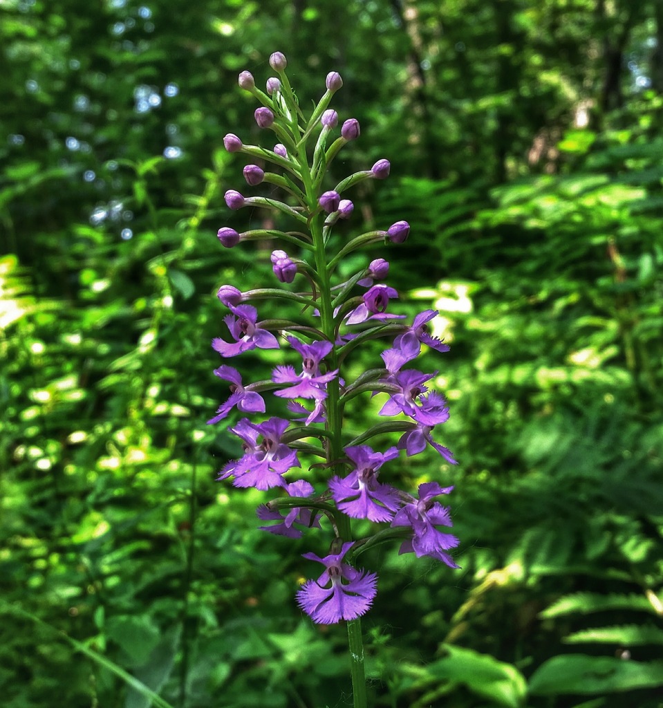 Lesser Purple Fringed Orchid