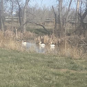 Great White Pelican