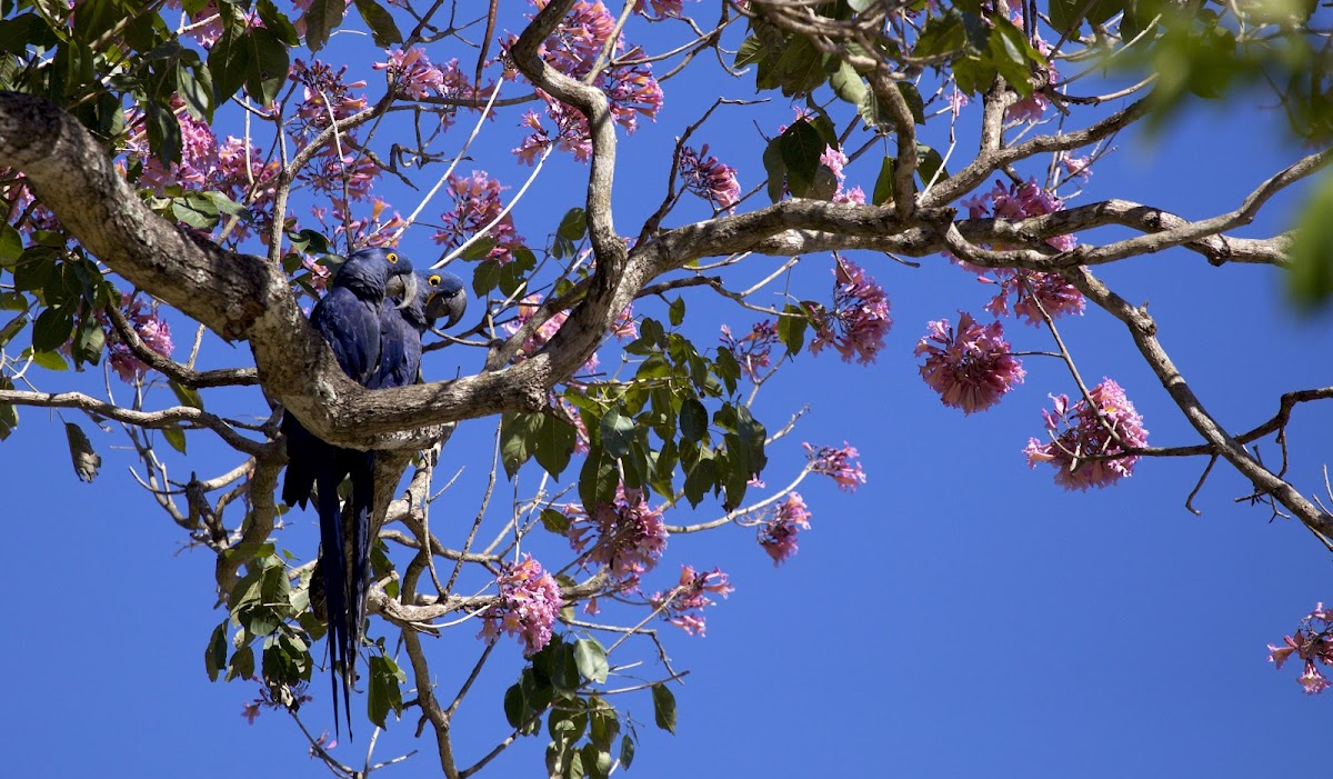 Hycinth Macaw