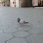 Feral Pigeon