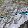 Blue -Tailed Damselfly