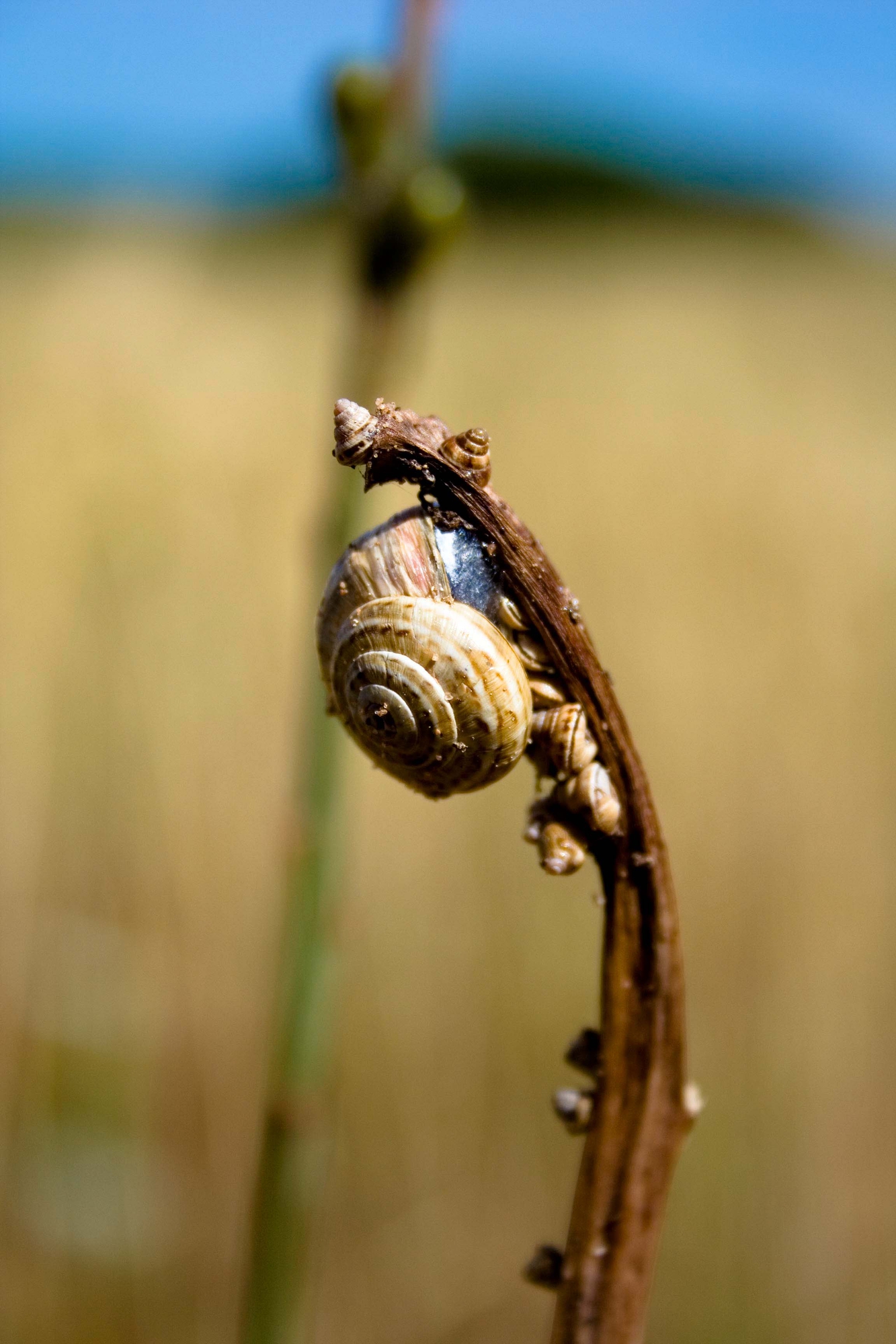 Spirale di Pinotiff