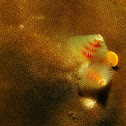 Christmas tree worm